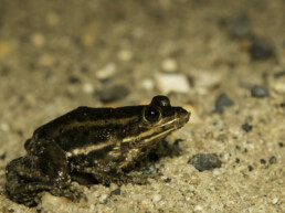 Photo of Carpenter Frog