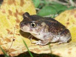 Photo of Eastern Spadefoot Toad