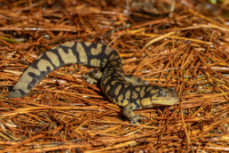 Photo of Eastern Tiger Salamander