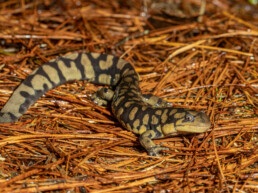 Photo of Eastern Tiger Salamander