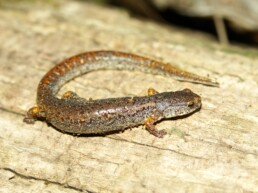 Photo of Four-Toed Salamander