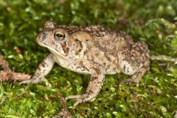 Photo of Fowler's Toad