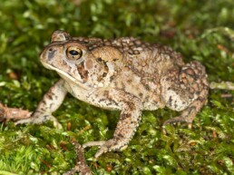 Photo of Fowler's Toad