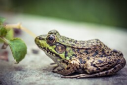 Photo of Green Frog