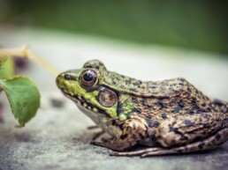 Photo of Green Frog