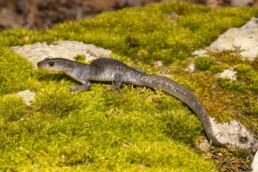 Photo of Jefferson Salamander