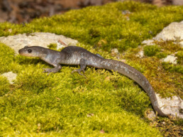 Photo of Jefferson Salamander