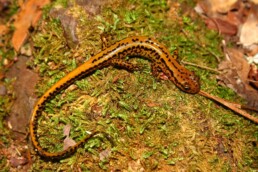 Photo of Long-Tailed Salamander