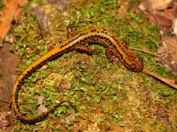 Photo of Long-Tailed Salamander