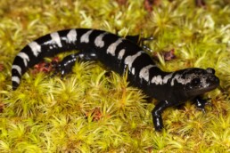 Photo of Marbled Salamander