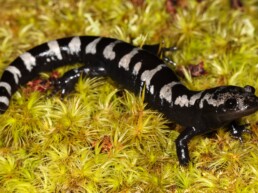 Photo of Marbled Salamander