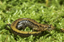 Photo of Mountain Dusky Salamander