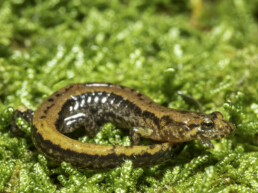 Photo of Mountain Dusky Salamander