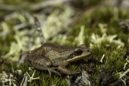 Photo of NJ Chorus Frog