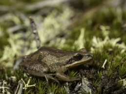 Photo of NJ Chorus Frog