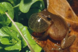 Photo of Northern Spring Peeper