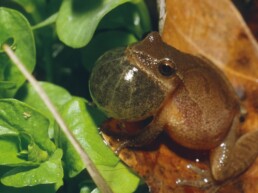 Photo of Northern Spring Peeper