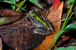 Photo of Northern Cricket Frog