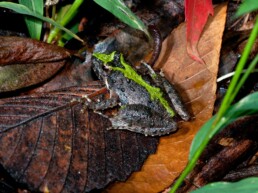 Photo of Northern Cricket Frog