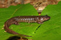 Photo of Northern Dusky Salamander