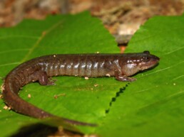 Photo of Northern Dusky Salamander