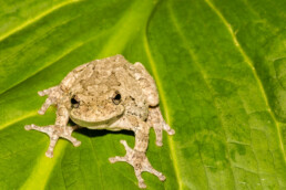 Northern Gray Tree Frog