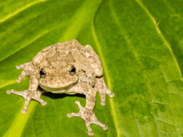 Northern Gray Tree Frog