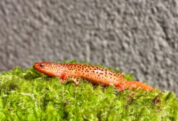 Photo of Northern Red Salamander