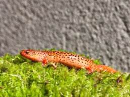 Photo of Northern Red Salamander