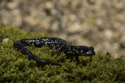 Photo of Northern Slimy Salamander