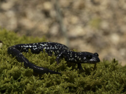 Photo of Northern Slimy Salamander