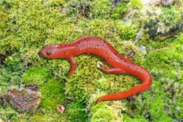 Photo of Eastern-Mud-Salamander