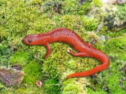 Photo of Eastern-Mud-Salamander