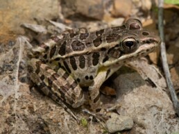 Photo of Pickerel Frog