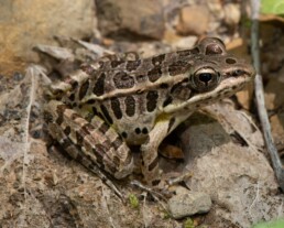 Photo of Pickerel Frog