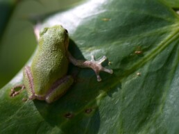 Photo of Pine Barrens Tree Frog