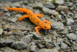 Photo of Red Spotted Newt