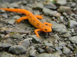 Photo of Red Spotted Newt