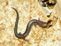 Photo of Lead-phase Redback Salamander