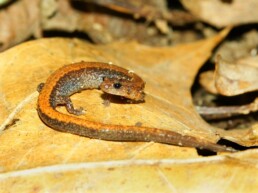 Photo of Redback Salamander