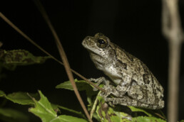 Photo of Southern Grey Tree Frog