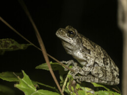 Photo of Southern Grey Tree Frog