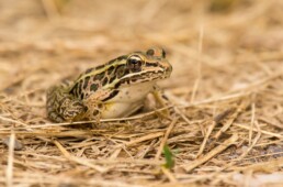 Photo of Southern Leopard Frog