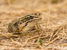 Photo of Southern Leopard Frog