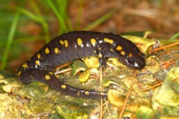 Photo of Spotted Salamander