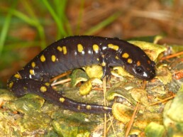 Photo of Spotted Salamander