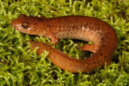 Photo of Spring Salamander