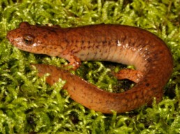 Photo of Spring Salamander