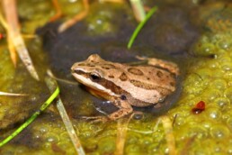 Photo of Upland Chorus Frog