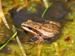 Photo of Upland Chorus Frog